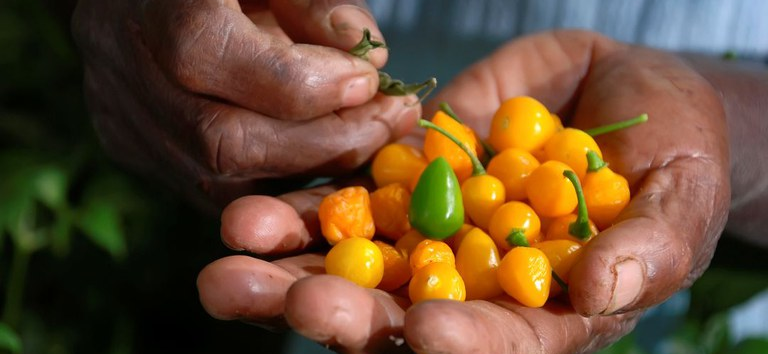 Brasil lança Selo Povos e Comunidades Tradicionais para valorizar alimentos, artesanatos e produtos regionais