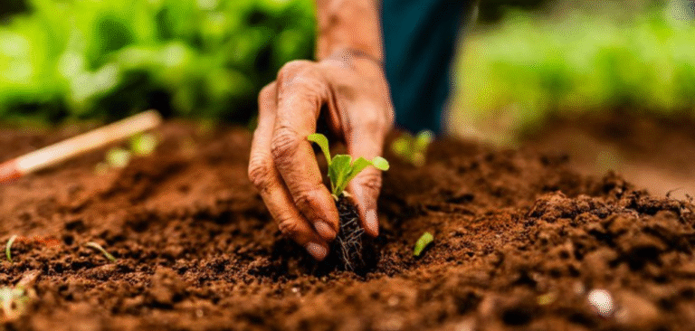 Brasília sedia 39ª Conferência Regional da FAO com foco no combate à fome na América Latina e Caribe