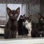 Feira de adoção oferece cães e gatos filhotes neste sábado em Campo Grande