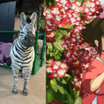 Shopping Campo Grande tem parques indoor, feira de livros e Ghibli Fest neste fim de semana