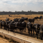 Economia brasileira cresce 2,5% em 2025, aponta Banco Central