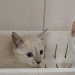 Feira de adoção de gatos terá filhotes resgatados disponíveis neste sábado em Campo Grande