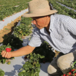 Governo libera Garantia-Safra 2024/2025 para mais de 685 mil agricultores