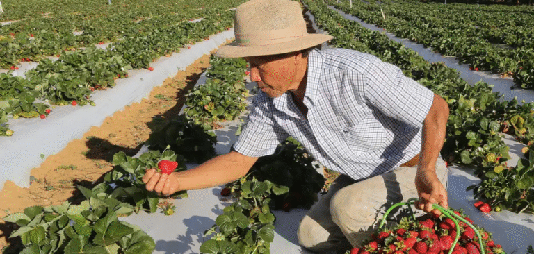 Governo libera Garantia-Safra 2024/2025 para mais de 685 mil agricultores