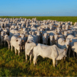 Abate de bovinos bate recorde em 2025 e chega a 42,9 milhões de cabeças, aponta IBGE