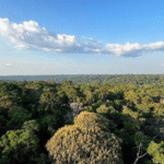 Brasil aprova Plano Clima e define metas para reduzir emissões até 2035