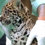 Filhote de onça-pintada nasce no Pará e reforça estratégia de conservação da espécie