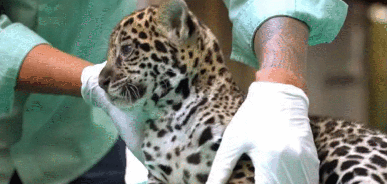 Filhote de onça-pintada nasce no Pará e reforça estratégia de conservação da espécie
