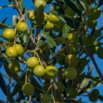 Safra de azeite no RS pode levar Brasil a recorde histórico de produção em 2026