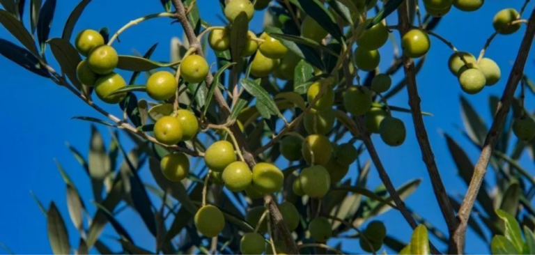 Safra de azeite no RS pode levar Brasil a recorde histórico de produção em 2026