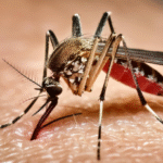 Adolescente de 13 anos morre com suspeita de dengue grave na fronteira com MS