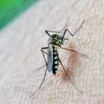 OMS alerta para avanço da dengue com mudanças climáticas e pede resposta global de saúde