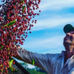Circuito das Águas Paulista conquista selo de Indicação Geográfica para cafés especiais da Serra da Mantiqueira