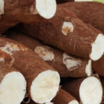 Produção de mandioca cresce, mas mercado segue pressionado por desafios de armazenamento e preços voláteis
