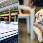 Shopping Bosque dos Ipês terá pista de patinação no gelo, troca de figurinhas e adoção pet neste fim de semana