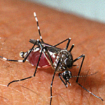Nove cidades de Mato Grosso do Sul entram em alerta máximo para infestação do mosquito da dengue