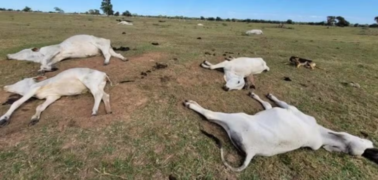 Inverno começa com alerta para frio intenso e risco de geadas em Mato Grosso do Sul