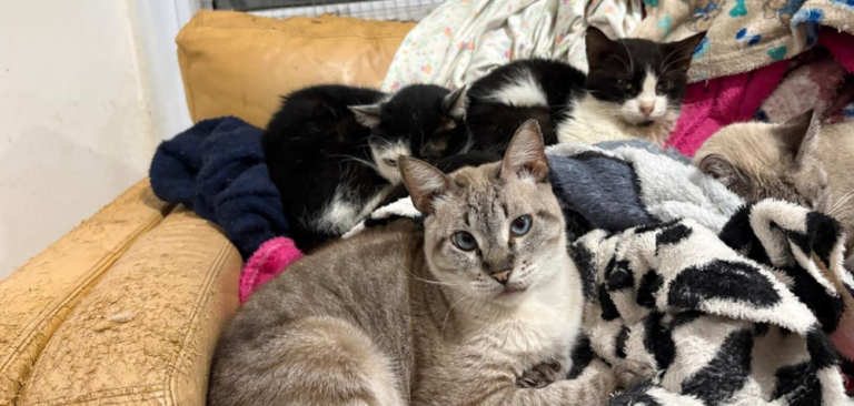 Frio intenso mobiliza campanha de doações para quase 400 gatos acolhidos por ONG em Campo Grande