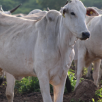 Programa Carne Sustentável do Pantanal ultrapassa 85 mil abates e amplia incentivo à pecuária sustentável em MS