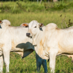 Cooperativa de pecuária de corte economiza R$ 7 milhões para produtores de MS e projeta R$ 10 milhões em 2026