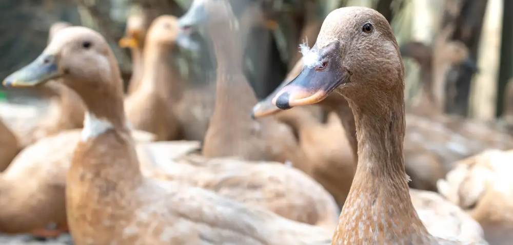 Lei que proíbe produção e venda de foie gras por alimentação forçada é sancionada no Brasil