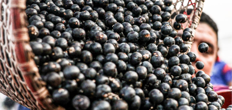 China abre mercado para polpas e frutas congeladas do Brasil e libera processo de exportação