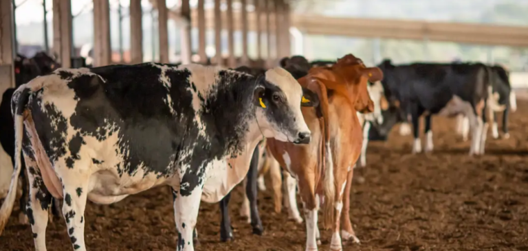 União Europeia suspende entrada de carnes, mel, pescados e ovos do Brasil