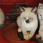 Feira de adoção reúne 14 gatos em busca de um lar nesta sexta-feira em Campo Grande