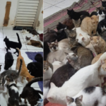 ONG que cuida de mais de 300 gatos em Campo Grande acumula dívida de R$ 10 mil e pede ajuda